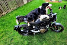 Hootie on Husky1.jpg